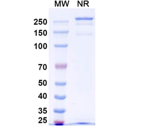 SDS-PAGE - Anti-Netrin 1 Antibody [NP137] Biosimilar - BSA and Azide free (A340390) - Antibodies.com
