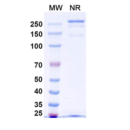 SDS-PAGE - Anti-Netrin 1 Antibody [NP137] Biosimilar - BSA and Azide free (A340390) - Antibodies.com