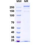 SDS-PAGE - Anti-Netrin 1 Antibody [NP137] Biosimilar - BSA and Azide free (A340390) - Antibodies.com