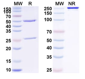 SDS-PAGE - Anti-NKG2D Antibody [CYAD-11] Biosimilar - BSA and Azide free (A340391) - Antibodies.com