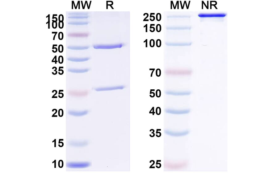 SDS-PAGE - Anti-NKG2D Antibody [CYAD-11] Biosimilar - BSA and Azide free (A340391) - Antibodies.com