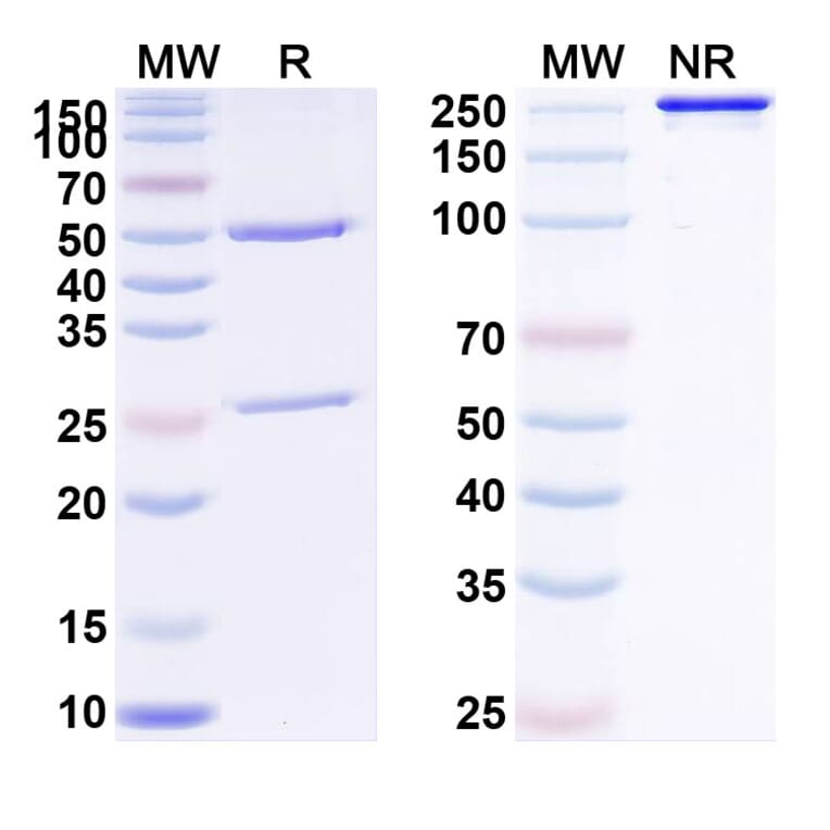 SDS-PAGE - Anti-NKG2D Antibody [CYAD-11] Biosimilar - BSA and Azide free (A340391) - Antibodies.com