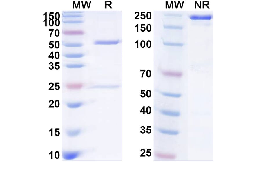 Chromatography profile - Anti-NKG2D Antibody [CYAD-2] Biosimilar - BSA and Azide free (A340392) - Antibodies.com