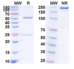 SDS-PAGE - Anti-NKG2D Antibody [CYAD-1] Biosimilar - BSA and Azide free (A340393) - Antibodies.com