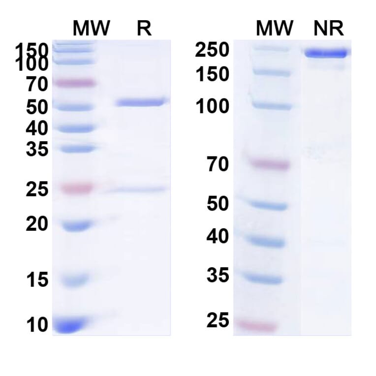 SDS-PAGE - Anti-NKG2D Antibody [CYAD-1] Biosimilar - BSA and Azide free (A340393) - Antibodies.com