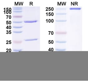 SDS-PAGE - Anti-PLA2G1B Antibody [DIACC 11] Biosimilar - BSA and Azide free (A340395) - Antibodies.com
