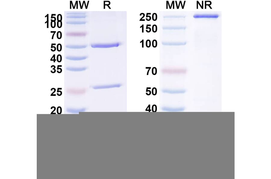 SDS-PAGE - Anti-PLA2G1B Antibody [DIACC 11] Biosimilar - BSA and Azide free (A340395) - Antibodies.com