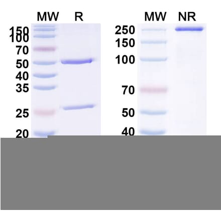 SDS-PAGE - Anti-PLA2G1B Antibody [DIACC 11] Biosimilar - BSA and Azide free (A340395) - Antibodies.com