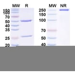 SDS-PAGE - Anti-PLA2G1B Antibody [DIACC 11] Biosimilar - BSA and Azide free (A340395) - Antibodies.com