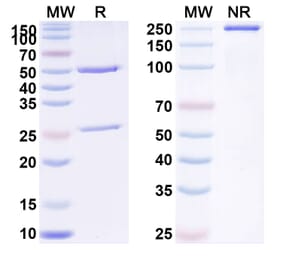 SDS-PAGE - Anti-PLGF Antibody [THR-317] Biosimilar - BSA and Azide free (A340396) - Antibodies.com