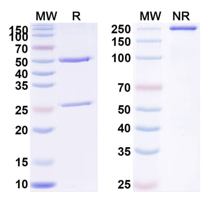 SDS-PAGE - Anti-PLGF Antibody [THR-317] Biosimilar - BSA and Azide free (A340396) - Antibodies.com