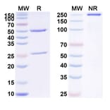 SDS-PAGE - Anti-PLGF Antibody [THR-317] Biosimilar - BSA and Azide free (A340396) - Antibodies.com