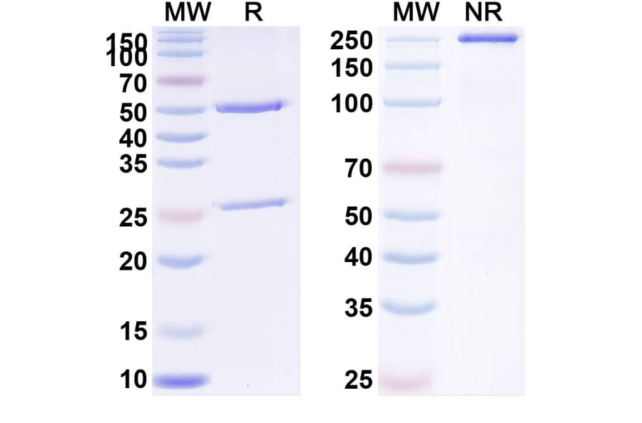 SDS-PAGE - Anti-PLGF Antibody [RO5323441] Biosimilar - BSA and Azide free (A340397) - Antibodies.com