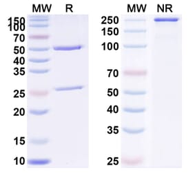 SDS-PAGE - Anti-PLGF Antibody [TB-43] Biosimilar - BSA and Azide free (A340398) - Antibodies.com