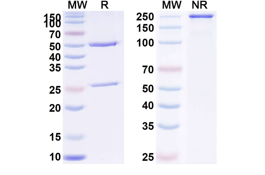 SDS-PAGE - Anti-PLGF Antibody [TB-43] Biosimilar - BSA and Azide free (A340398) - Antibodies.com