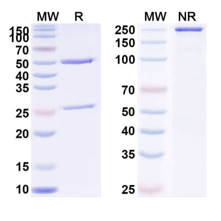 SDS-PAGE - Anti-PSGL 1 Antibody [AbGn-268] Biosimilar - BSA and Azide free (A340400) - Antibodies.com