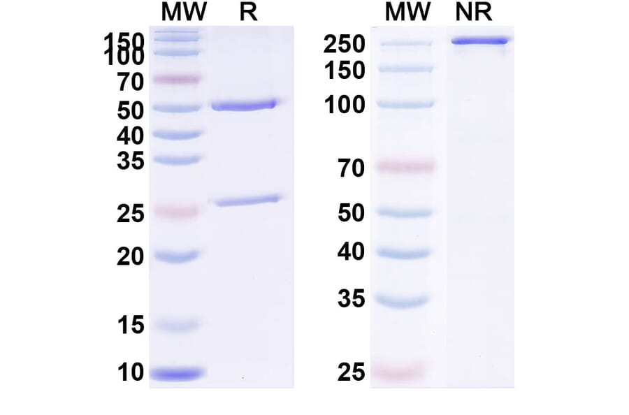 SDS-PAGE - Anti-TrkA Antibody [MNAC13] Biosimilar - BSA and Azide free (A340402) - Antibodies.com