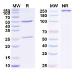 SDS-PAGE - Anti-TrkA Antibody [MNAC13] Biosimilar - BSA and Azide free (A340402) - Antibodies.com