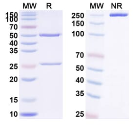 SDS-PAGE - Anti-TWEAKR Antibody [BAY-356] Biosimilar - BSA and Azide free (A340404) - Antibodies.com