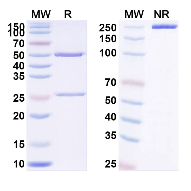 SDS-PAGE - Anti-TWEAKR Antibody [BAY-356] Biosimilar - BSA and Azide free (A340404) - Antibodies.com