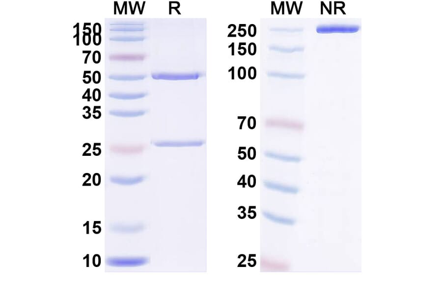 SDS-PAGE - Anti-TWEAKR Antibody [RO-545864] Biosimilar - BSA and Azide free (A340406) - Antibodies.com