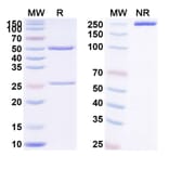 SDS-PAGE - Anti-TWEAKR Antibody [RO-545864] Biosimilar - BSA and Azide free (A340406) - Antibodies.com
