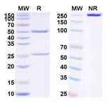 SDS-PAGE - Anti-TL1A Antibody [PR2] Biosimilar - BSA and Azide free (A340407) - Antibodies.com