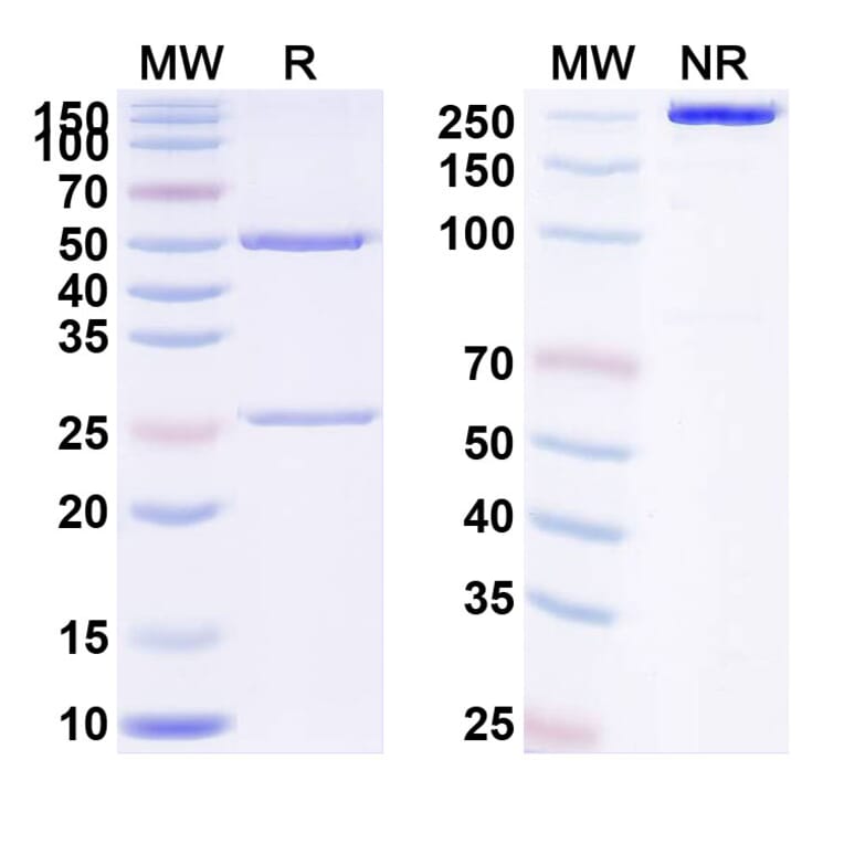 SDS-PAGE - Anti-IL12B Antibody [CEP-37248] Biosimilar - BSA and Azide free (A340409) - Antibodies.com