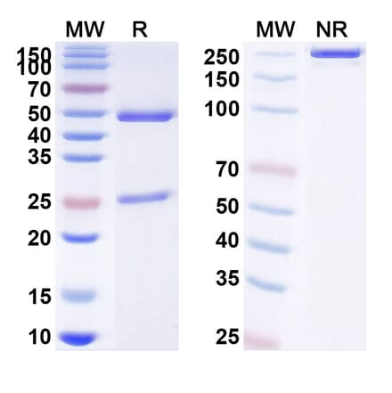 SDS-PAGE - Anti-IL12B Antibody [ART123] Biosimilar - BSA and Azide free (A340411) - Antibodies.com