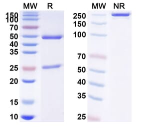 SDS-PAGE - Anti-IL12B Antibody [BOW9] Biosimilar - BSA and Azide free (A340412) - Antibodies.com
