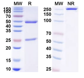 SDS-PAGE - Anti-IL12B Antibody [ABT-147] Biosimilar - BSA and Azide free (A340414) - Antibodies.com