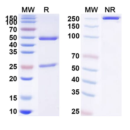 SDS-PAGE - Anti-IL12B Antibody [ABT-147] Biosimilar - BSA and Azide free (A340414) - Antibodies.com