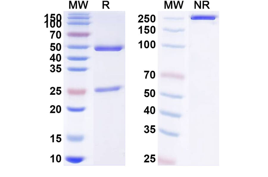 SDS-PAGE - Anti-IL12B Antibody [DF 62] Biosimilar - BSA and Azide free (A340415) - Antibodies.com