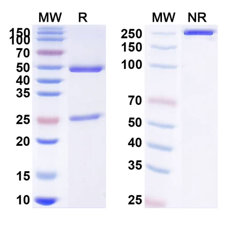 SDS-PAGE - Anti-IL12B Antibody [DF 62] Biosimilar - BSA and Azide free (A340415) - Antibodies.com