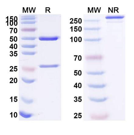 SDS-PAGE - Anti-IL12B Antibody [FM22] Biosimilar - BSA and Azide free (A340416) - Antibodies.com