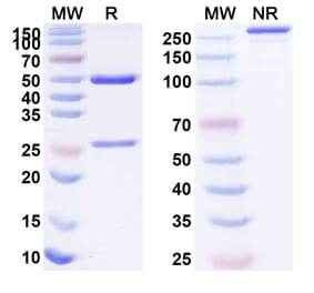 SDS-PAGE - Anti-IL12B Antibody [HAIL-12] Biosimilar - BSA and Azide free (A340417) - Antibodies.com