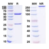 SDS-PAGE - Anti-IL12B Antibody [HAIL-12] Biosimilar - BSA and Azide free (A340417) - Antibodies.com