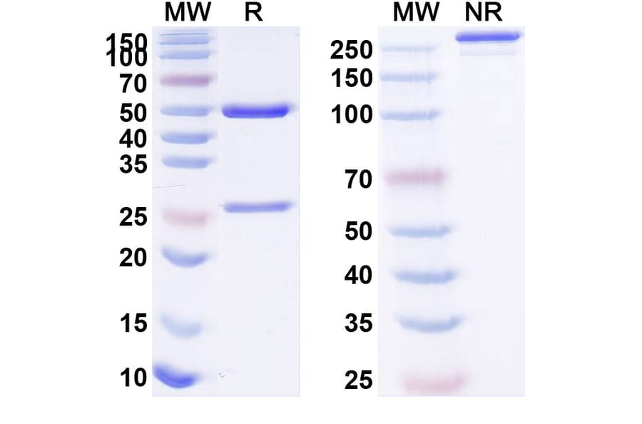 SDS-PAGE - XmAb 662 Biosimilar - Anti-IL12B Antibody - BSA and Azide free (A340418) - Antibodies.com