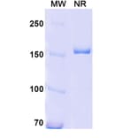 SDS-PAGE - Anti-CD18 Antibody [YFC51.1] Biosimilar - BSA and Azide free (A340419) - Antibodies.com