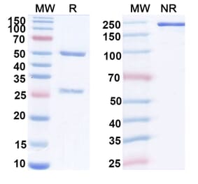 SDS-PAGE - Anti-FGL1 Antibody [SH-7] Biosimilar - BSA and Azide free (A340421) - Antibodies.com