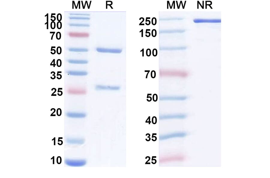 SDS-PAGE - Anti-FGL1 Antibody [SH-7] Biosimilar - BSA and Azide free (A340421) - Antibodies.com