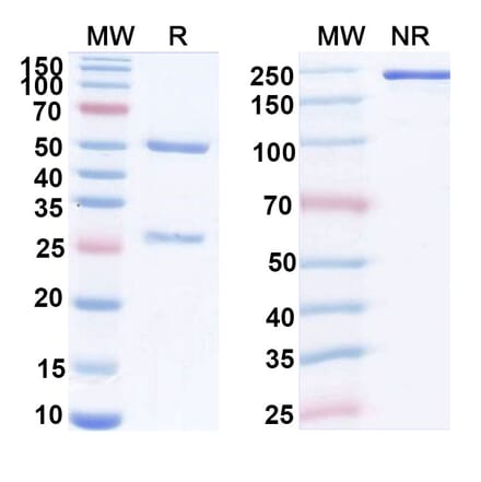 SDS-PAGE - Anti-FGL1 Antibody [SH-7] Biosimilar - BSA and Azide free (A340421) - Antibodies.com