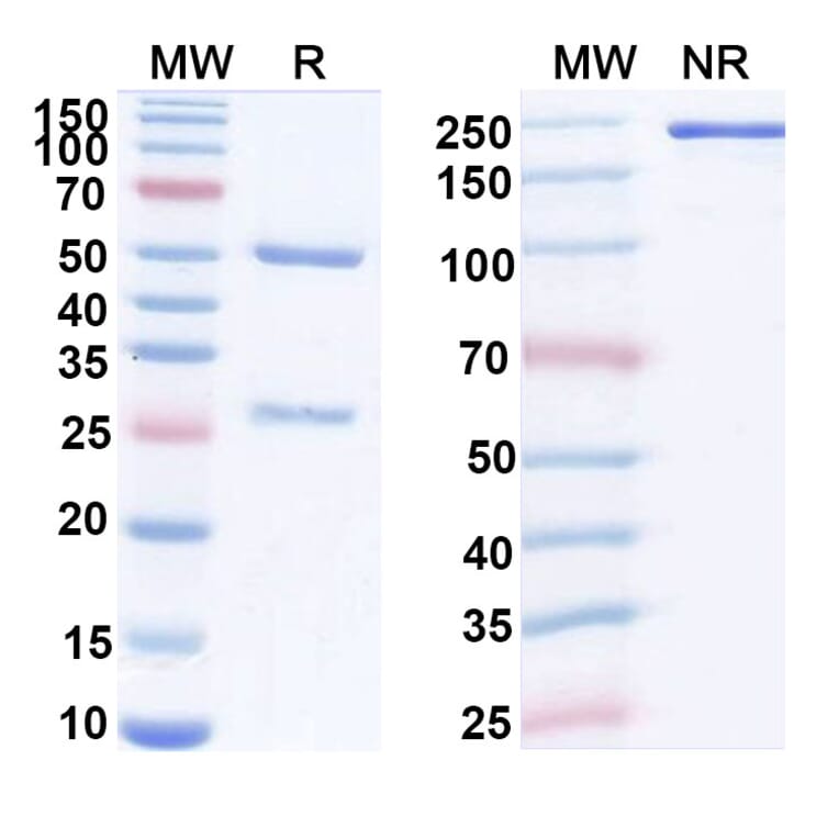 SDS-PAGE - Anti-FGL1 Antibody [SH-7] Biosimilar - BSA and Azide free (A340421) - Antibodies.com
