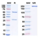 SDS-PAGE - Anti-FGL1 Antibody [SH-7] Biosimilar - BSA and Azide free (A340421) - Antibodies.com