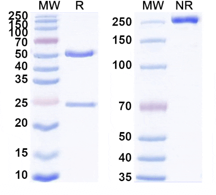 SDS-PAGE - Anti-Cadherin-6 Antibody [HKT288] Biosimilar - BSA and Azide free (A340423) - Antibodies.com