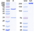 SDS-PAGE - Anti-Cadherin-6 Antibody [HKT288] Biosimilar - BSA and Azide free (A340423) - Antibodies.com