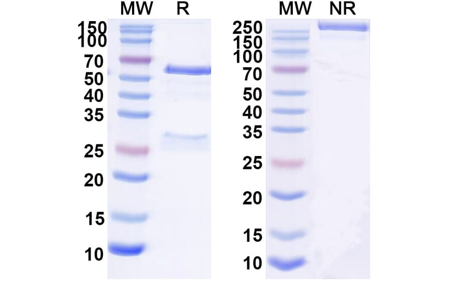 SDS-PAGE - Anti-SARS-CoV-2 Spike Protein RBD Antibody [BD55-584] Biosimilar - BSA and Azide free (A340425) - Antibodies.com