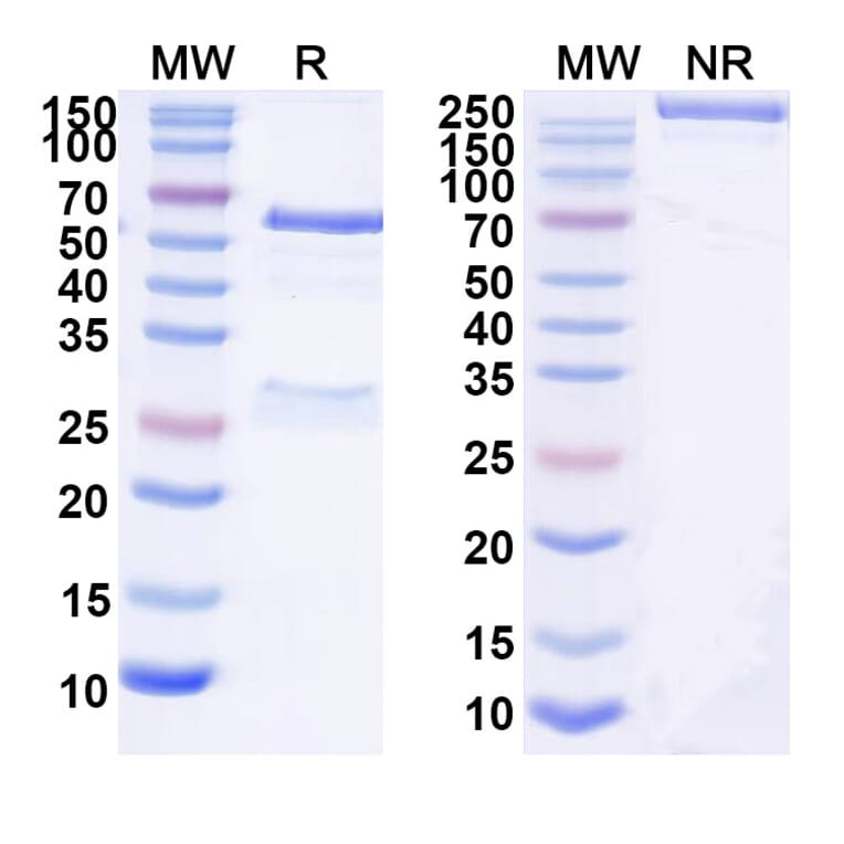 SDS-PAGE - Anti-SARS-CoV-2 Spike Protein RBD Antibody [BD55-584] Biosimilar - BSA and Azide free (A340425) - Antibodies.com