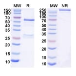 SDS-PAGE - Anti-SARS-CoV-2 Spike Protein RBD Antibody [BD55-584] Biosimilar - BSA and Azide free (A340425) - Antibodies.com