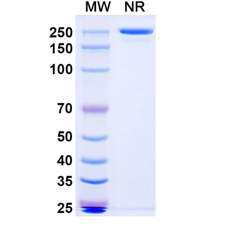 SDS-PAGE - Anti-SARS-CoV-2 Spike Protein RBD Antibody [BD55-5514] Biosimilar - BSA and Azide free (A340426) - Antibodies.com